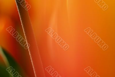 Abstract tulip blur