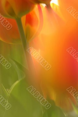 Soft focus tulips