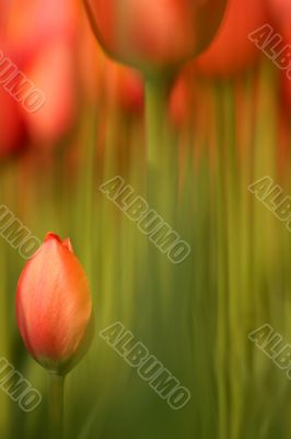Longstemmed tulips Longstemmed tulips
