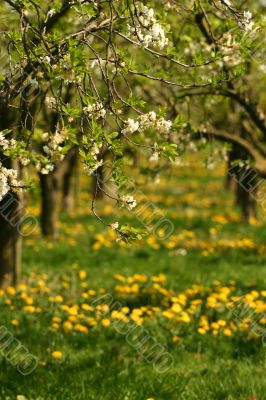 Dandelions and apple blossom