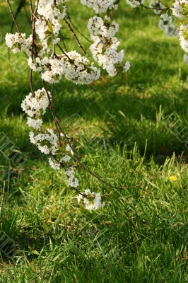 Blossom and grass