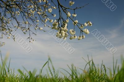 Branches of blossom