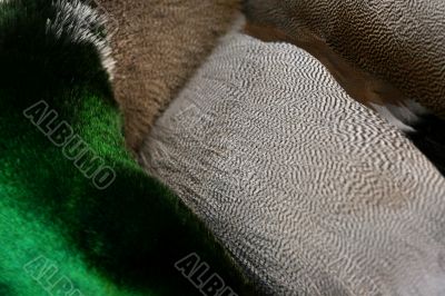 Feathers up close Feathers up close