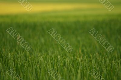 Green and yellow wheat field