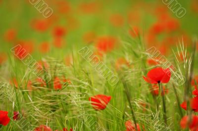 Poppies in green field