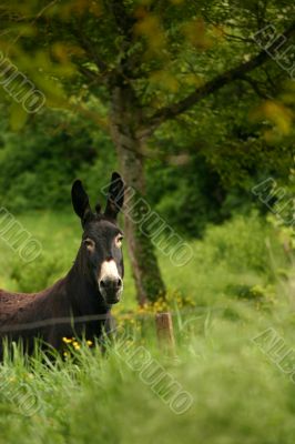 A donkey in green