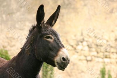 Donkey portrait