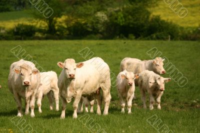 Small herd of cows