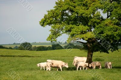 Cows under a tree Cows under a tree