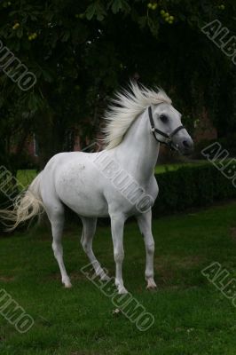 Arabian horse