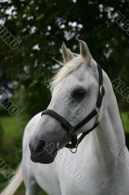 Grey horse portrait