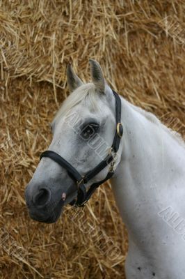 Arabian horse portrait