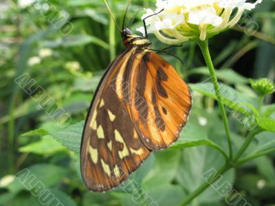 a butterfly creeping on a flower