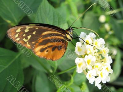 a butterfly drinking nectar from the flower