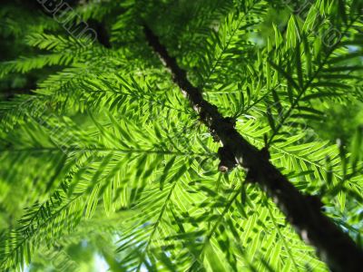 path through the jungle