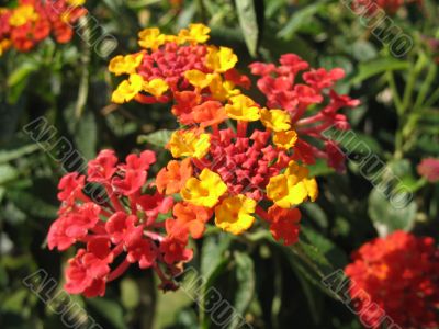 truely colorful scene of flowers