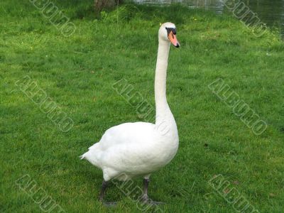 swan on the shore