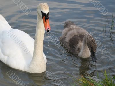 swan and duck