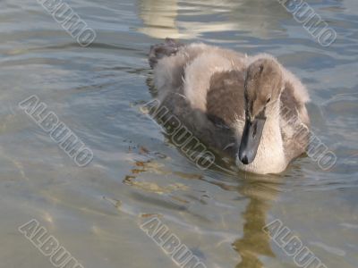 gray cygnet