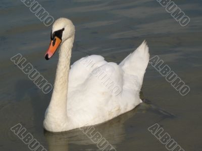 beautiful swan