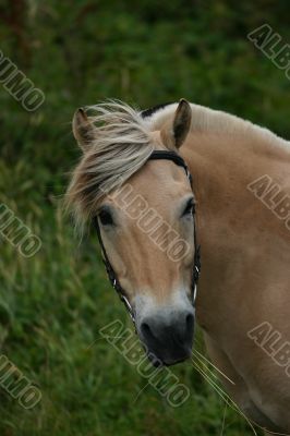 Eating horse