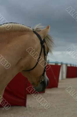 Horse with strand booths