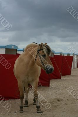 Horse with strand booths