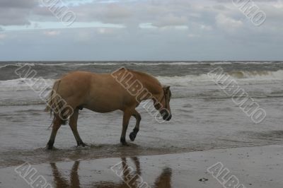 Horse sea-walking