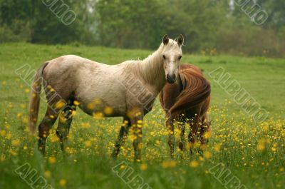 Curious pony