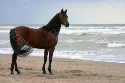 Beauty on the beach