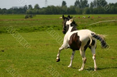 Gallop in the meadow