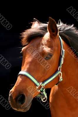 Brown arabian horse