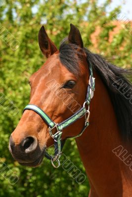 Arabian bay Arabian bay