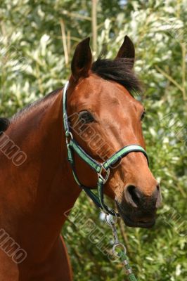 Attentive bay horse