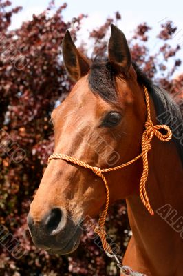 Arabian horse portrait