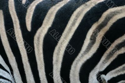 Zebra stripe pattern