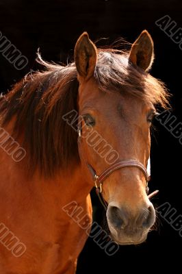 Brown beauty