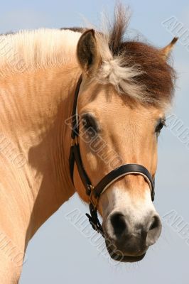 Curious fjord horse Curious fjord horse