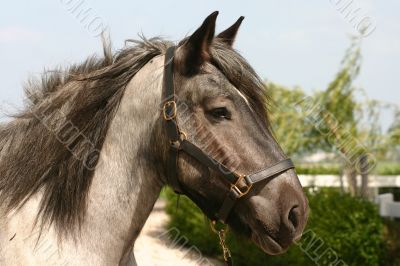 Draught horse head