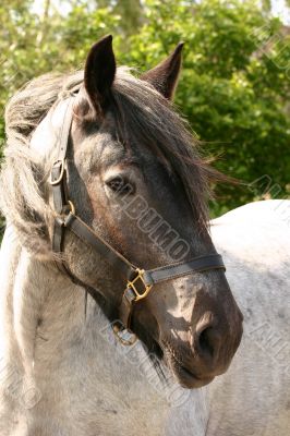 Draft horse portrait