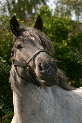 Attentive draught horse