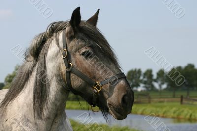 Rural scenery with horse