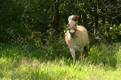 Fjord horse in gallop