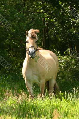 Fjord horse standing