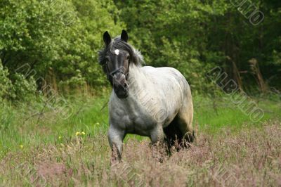 Horse in gallop