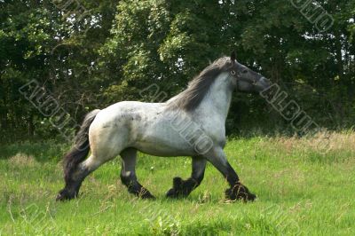 Draft horse in a trot