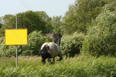 Horse with a sign