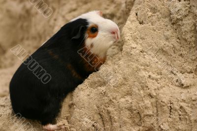 A guinee pig