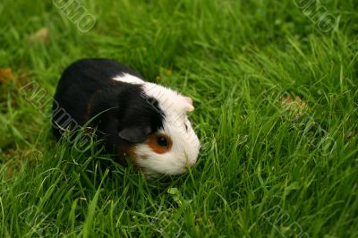 Pet on a grass background