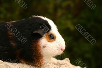 Guinee pig potret